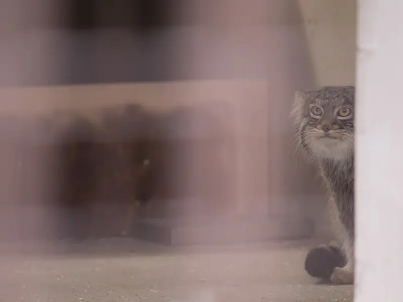 Фотография Фиги в Зоопарке Ногеяме