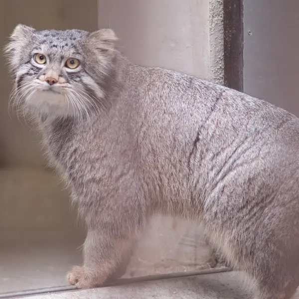 Фотография Фиги в Зоопарке Ногеяме