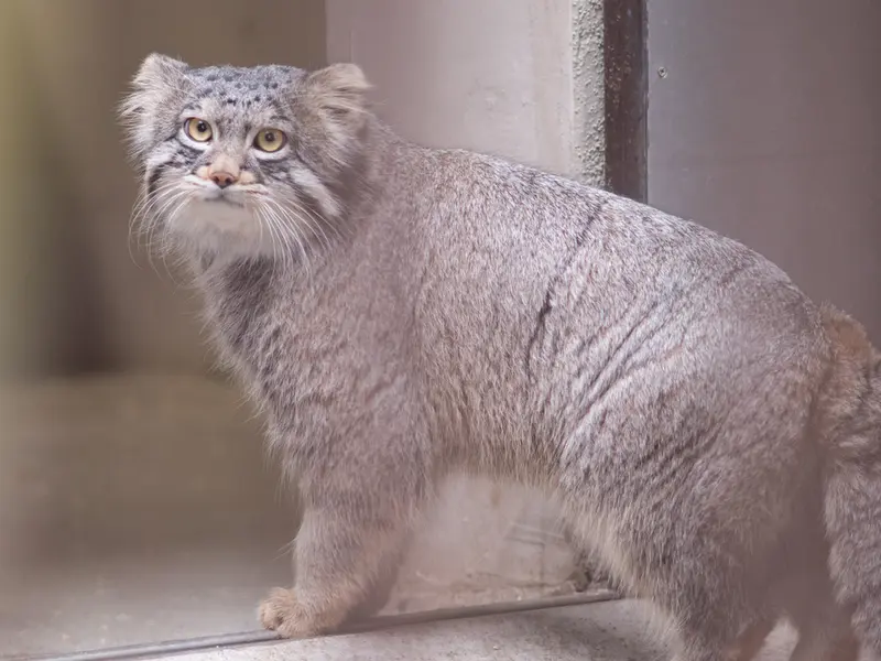 Фотография Фиги в Зоопарке Ногеяме