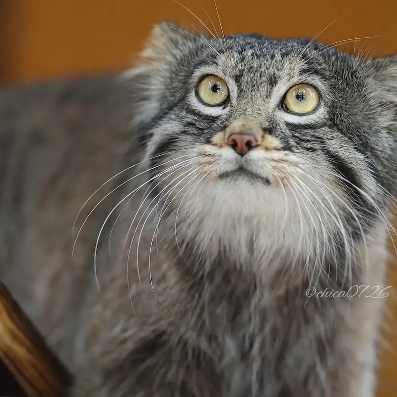 Фотография Фиги в Зоопарке Ногеяме