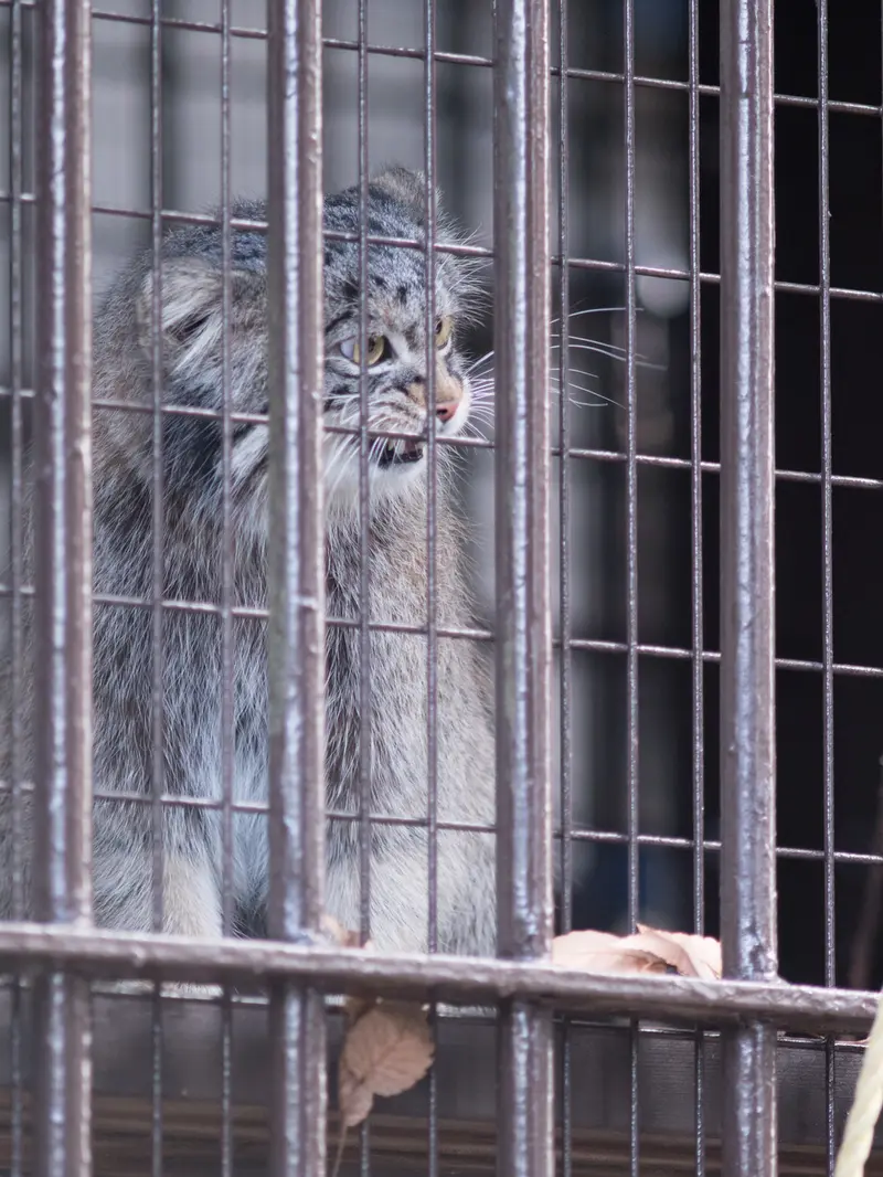 Фотография Фиги в Зоопарке Ногеяме