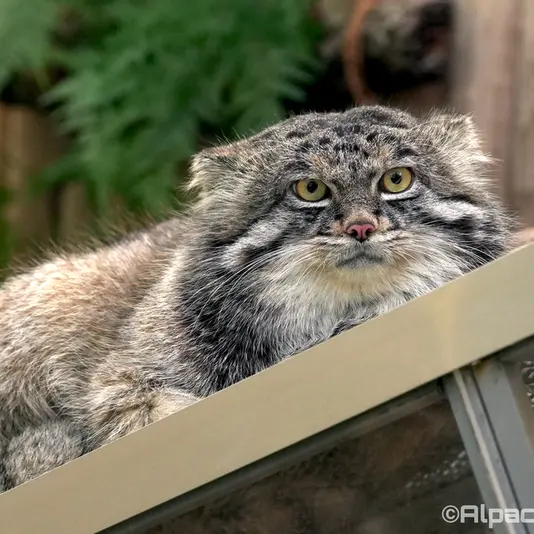 Фотография Нара в Царстве Животных Кобе