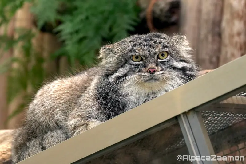 Фотография Нара в Царстве Животных Кобе