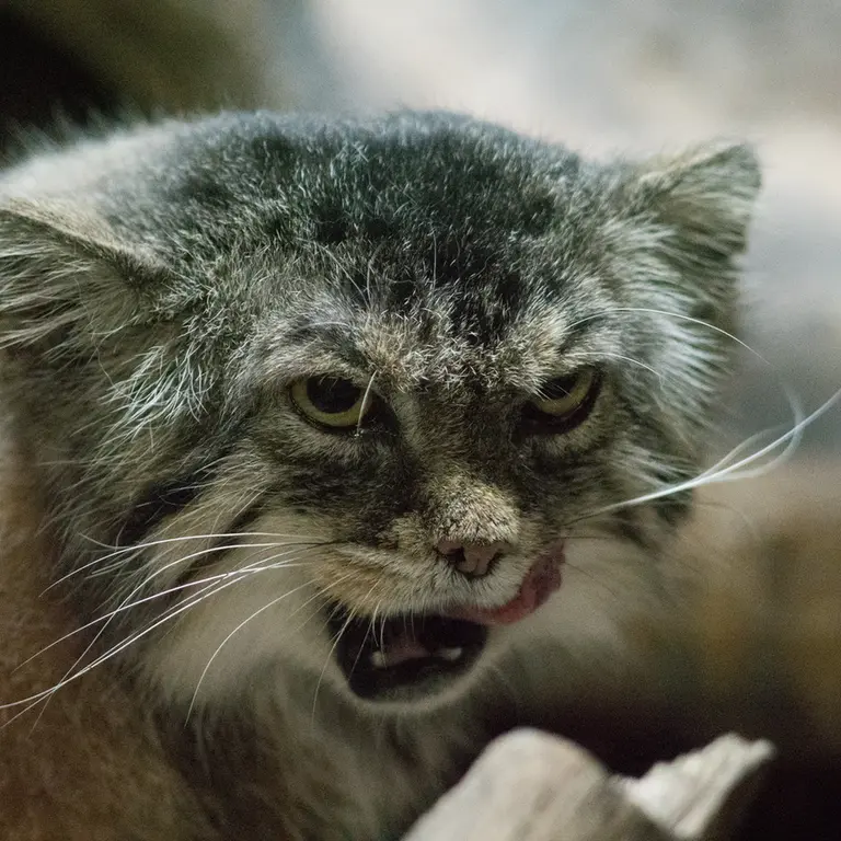 Фотография Примулы в Зоопарке Уено
