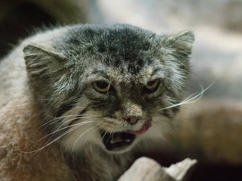 Фотография Примулы в Зоопарке Уено