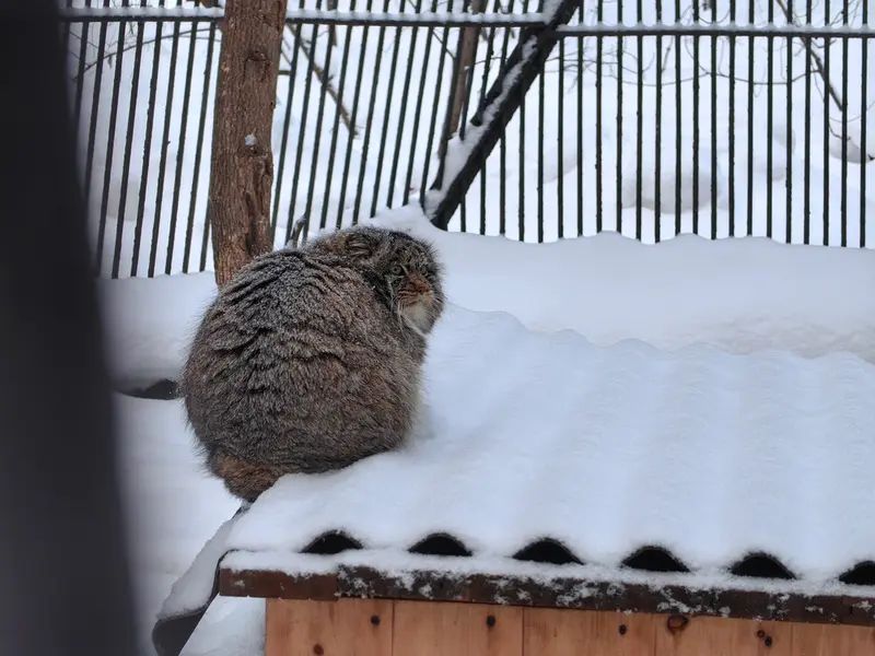 Фотография Бандита в Новосибирском Зоопарке