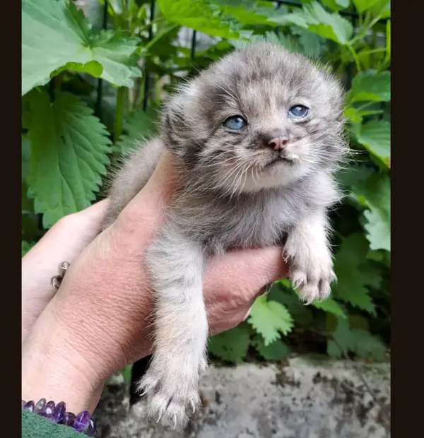Фотография с манулом