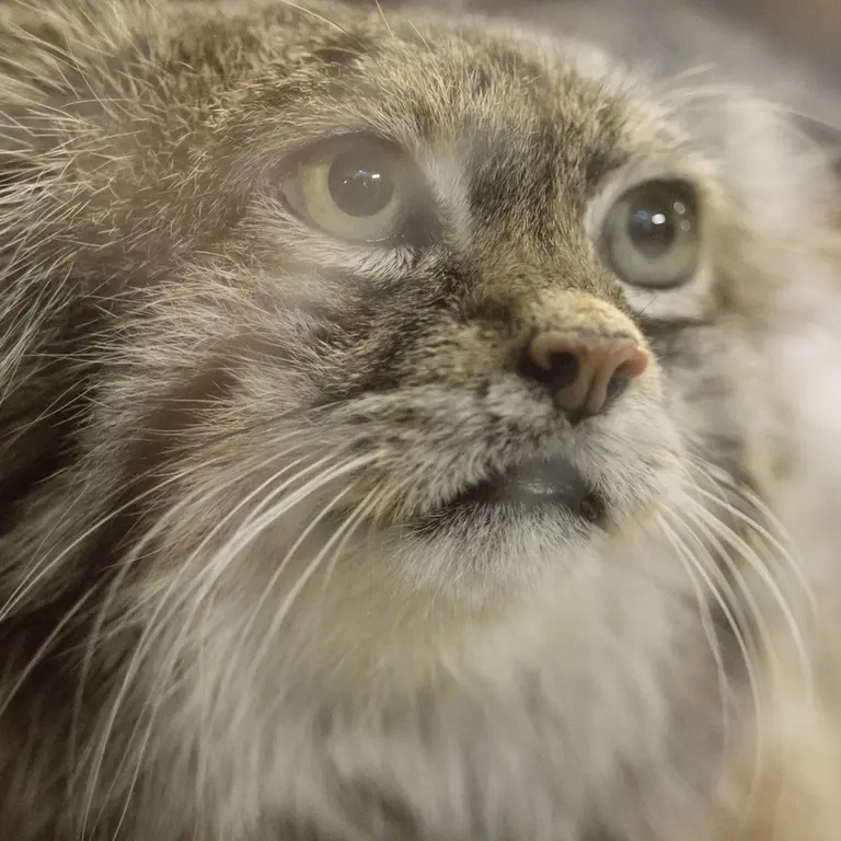 Фотография Клёна в Зоопарке Уено