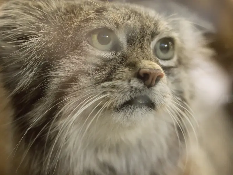 Фотография Клёна в Зоопарке Уено