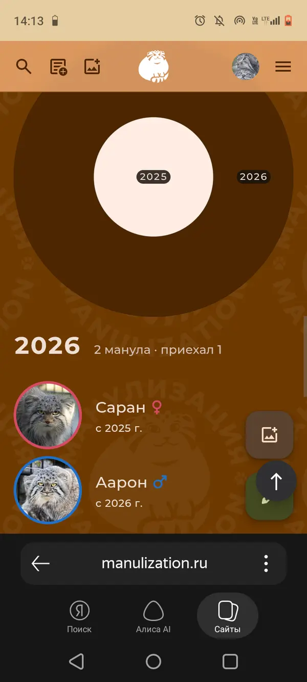 Фотография с манулом