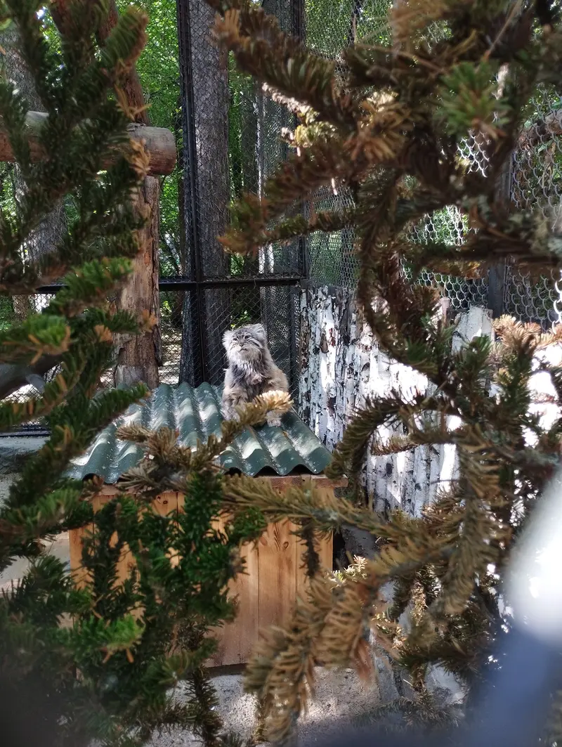 Фотография Зеленогорска в Новосибирском Зоопарке