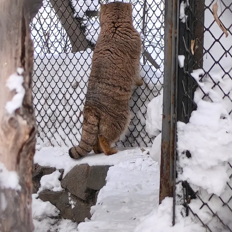 Фотография Ачи в Новосибирском Зоопарке