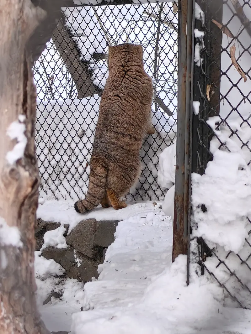 Фотография Ачи в Новосибирском Зоопарке