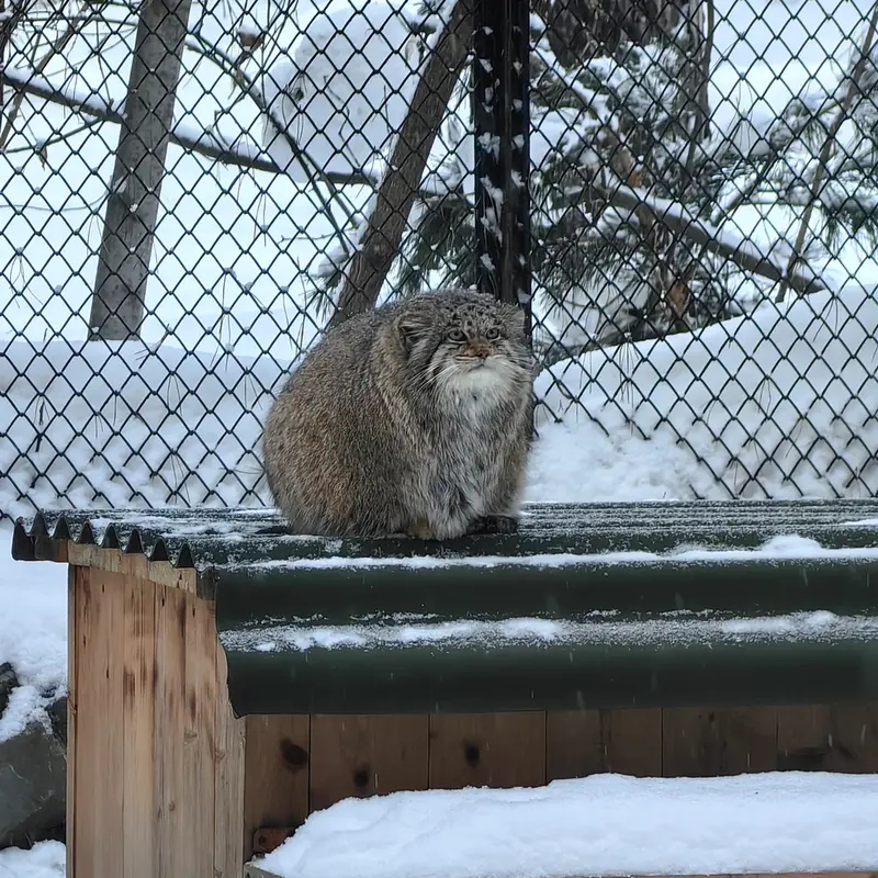 Фотография Мии в Новосибирском Зоопарке