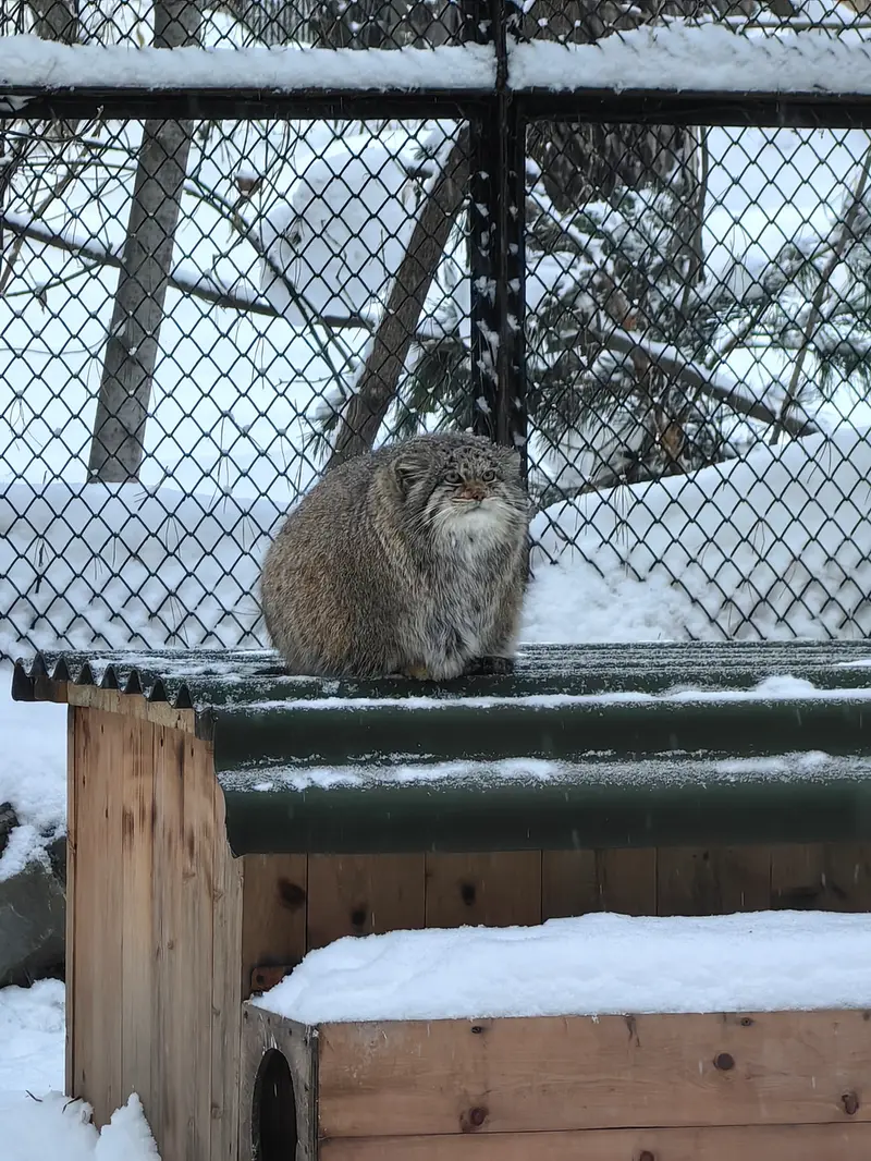 Фотография Мии в Новосибирском Зоопарке