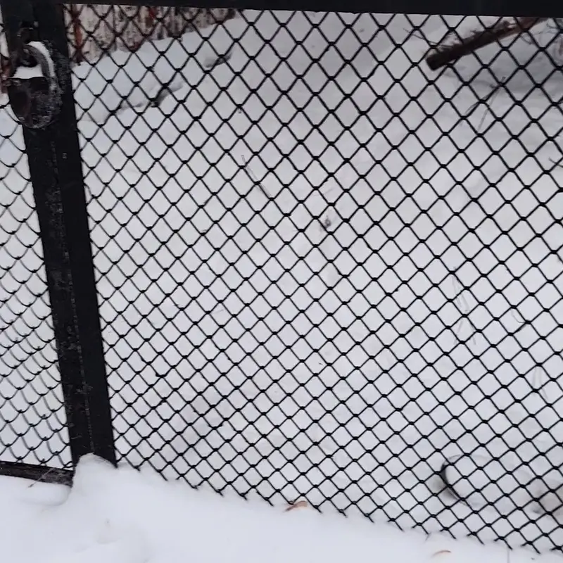 Фотография с манулом в Новосибирском Зоопарке