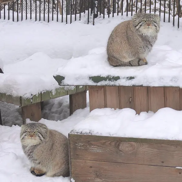 Фотография Евчика 2024 Г.р. Ⅳ в Новосибирском Зоопарке