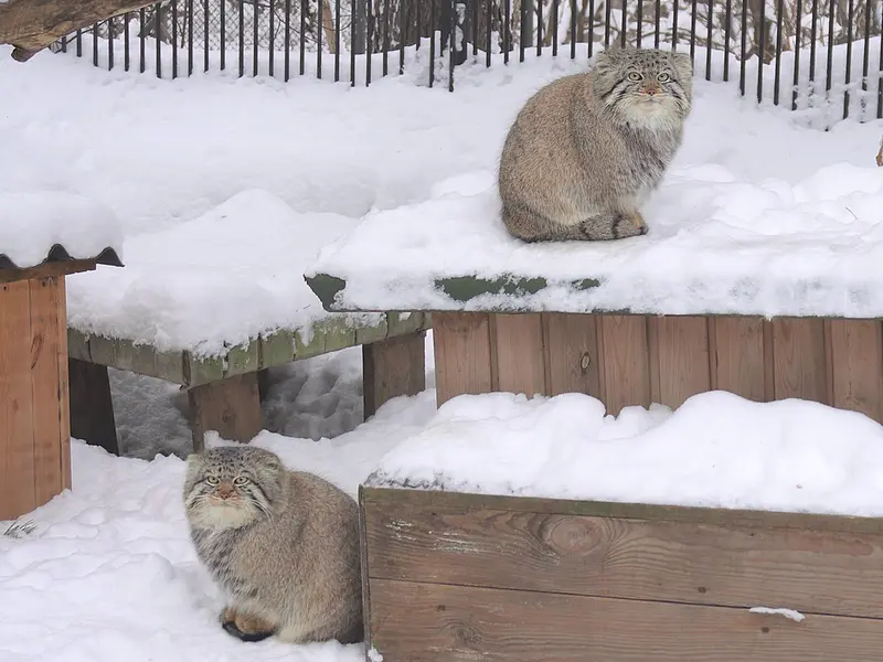 Фотография Евчика 2024 Г.р. Ⅱ и Евчика 2024 Г.р. Ⅳ в Новосибирском Зоопарке