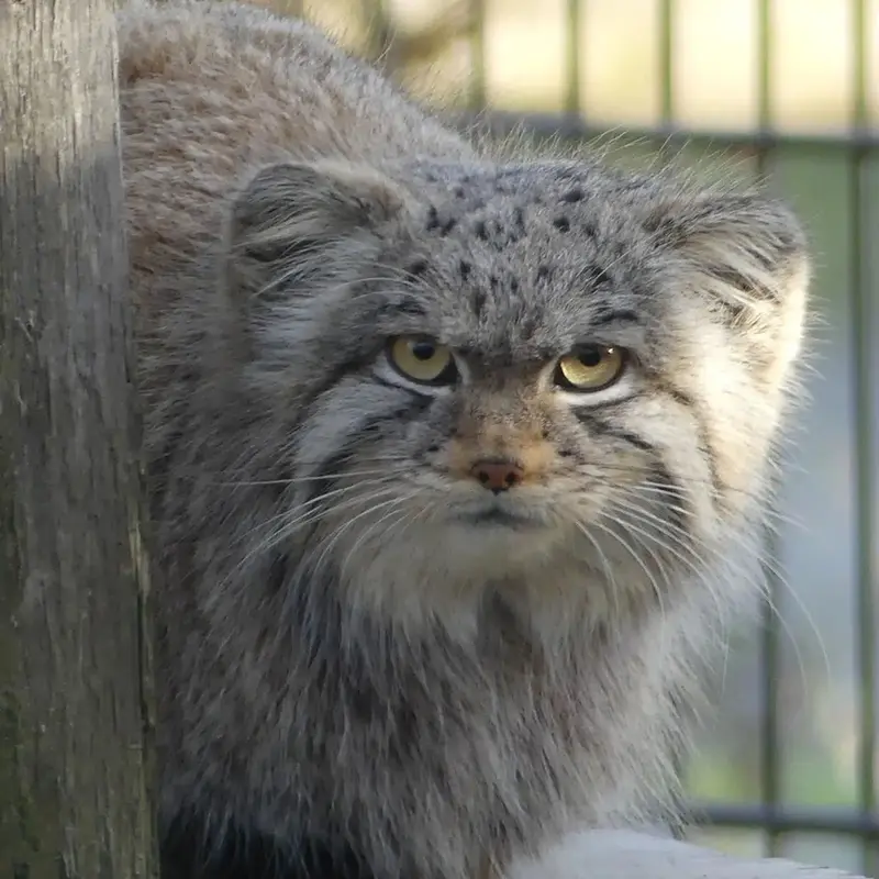 Фотография с манулом в Био-Топия Дюнкерке