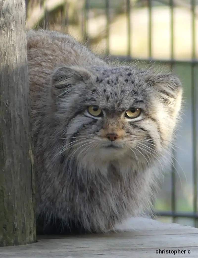 Фотография с манулом в Био-Топия Дюнкерке