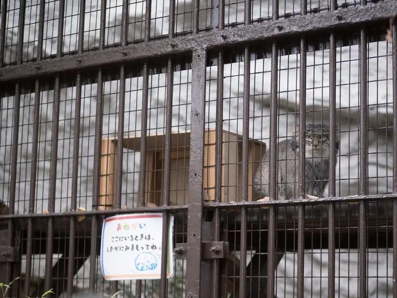 Фотография Фиги в Зоопарке Ногеяме