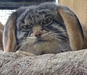 Фотография Груши