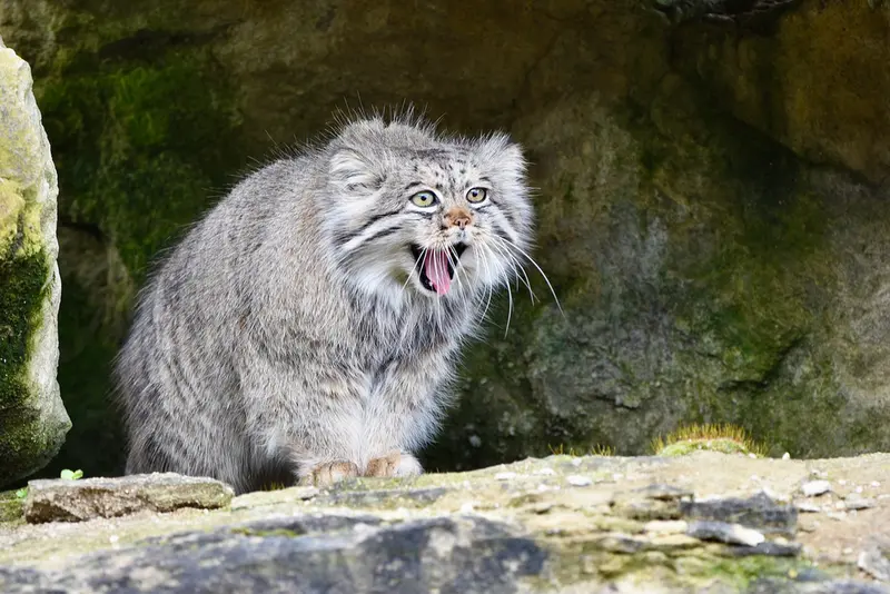 Фотография Атлана в Парке диких животных Порт-Лимпн