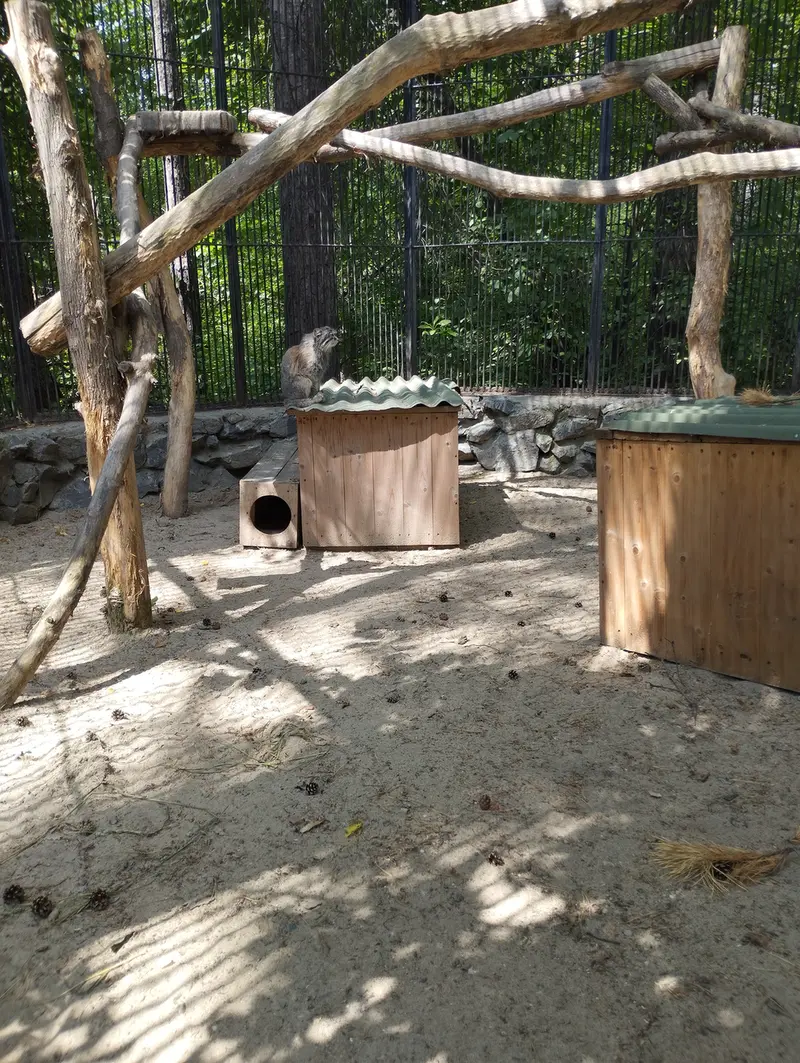 Фотография с манулом в Новосибирском Зоопарке