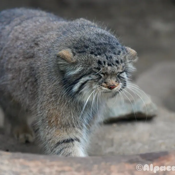 Фотография Аз в Царстве Животных Кобе