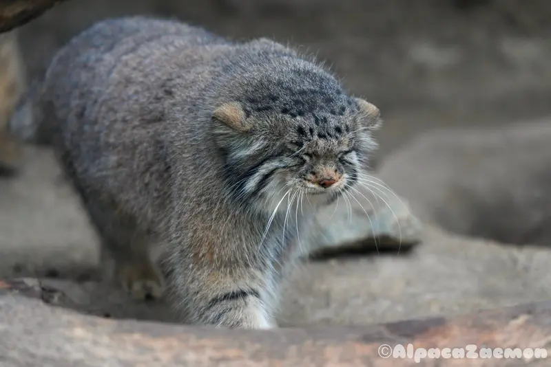 Фотография Аз в Царстве Животных Кобе