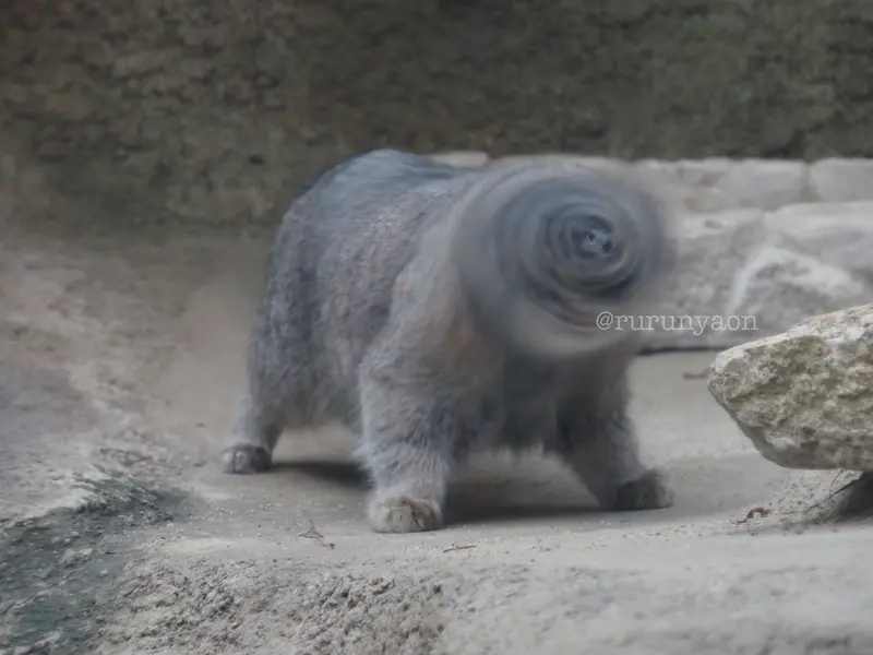 Фотография с манулом