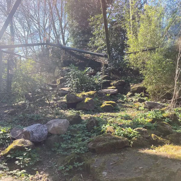 Фотография с манулом в Роттердамском Зоопарке