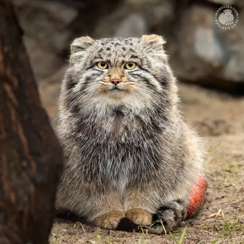 Фотография Серого в Новосибирском Зоопарке