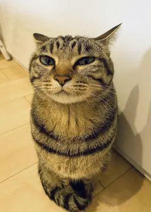 Фотография с манулом
