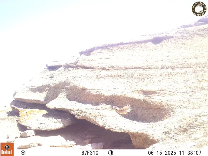 Фотография с манулом с фотоловушки Бектауата 1