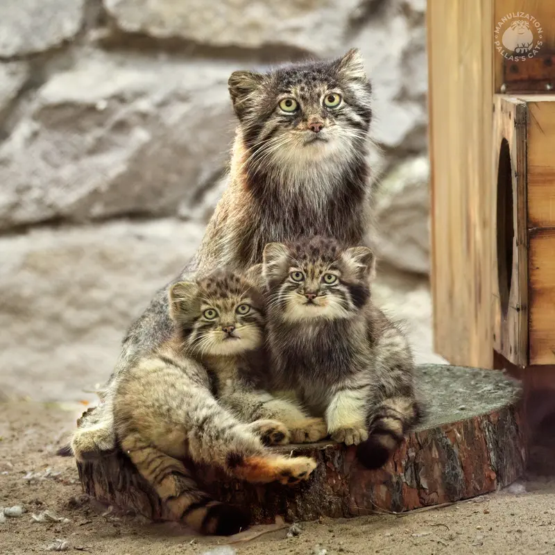 Фотография Мии, Рыжего, и Серого в Новосибирском Зоопарке