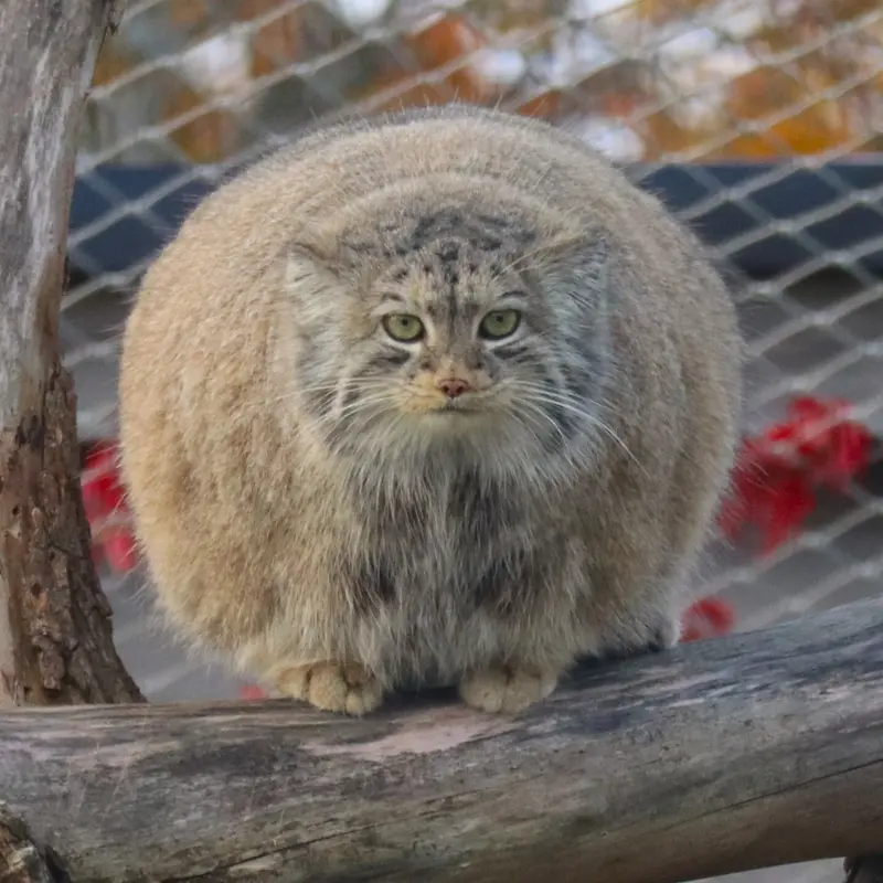 Фотография с манулом