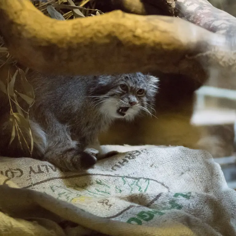 Фотография Клёна в Зоопарке Уено