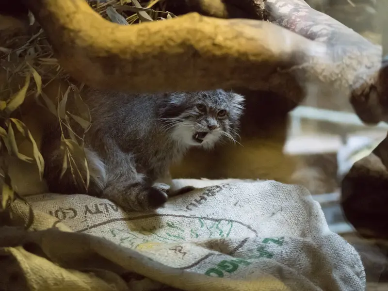 Фотография Клёна в Зоопарке Уено