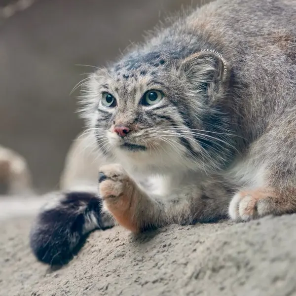 Фотография Аз в Царстве Животных Кобе