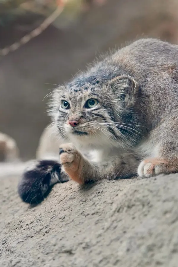 Фотография Аз в Царстве Животных Кобе