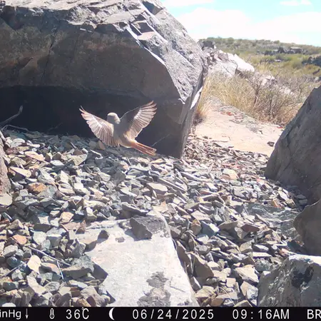 Фотография с манулом с фотоловушки Киикбай