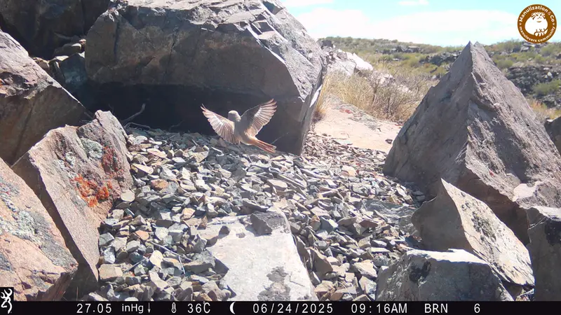 Фотография с манулом с фотоловушки Киикбай [новинка]