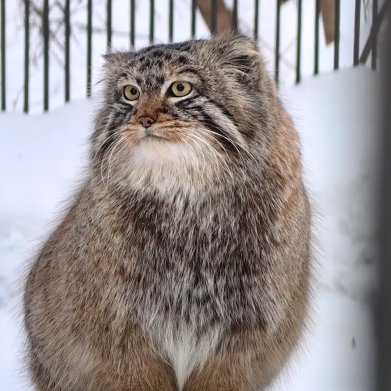 Фотография Лолошика 2024 Г.р. Ⅵ в Новосибирском Зоопарке