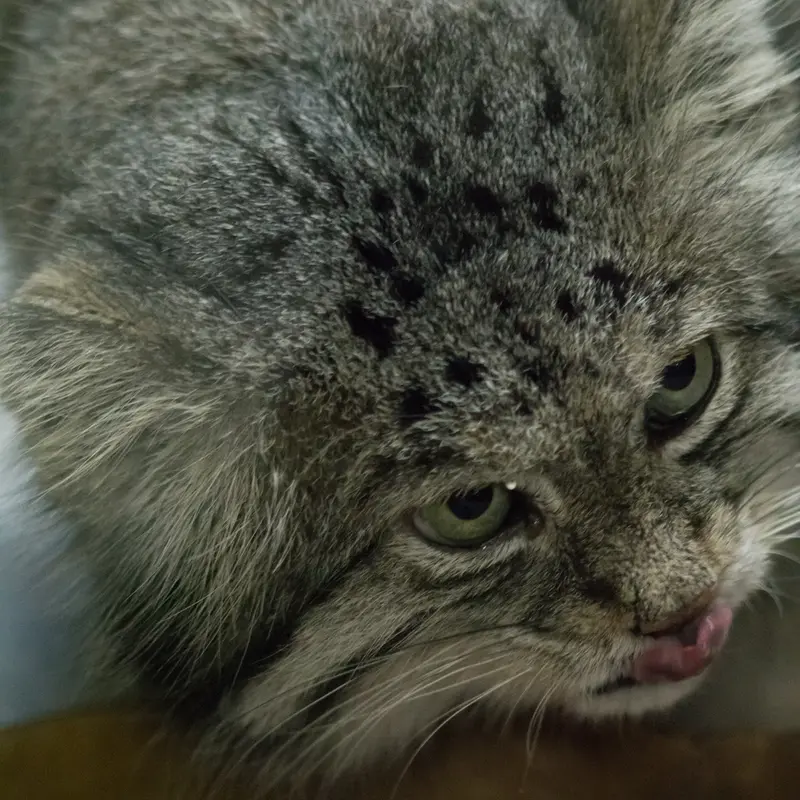 Фотография Клёна в Зоопарке Уено