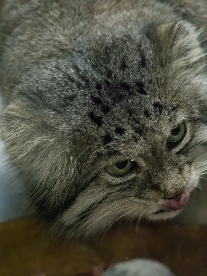 Фотография Клёна в Зоопарке Уено