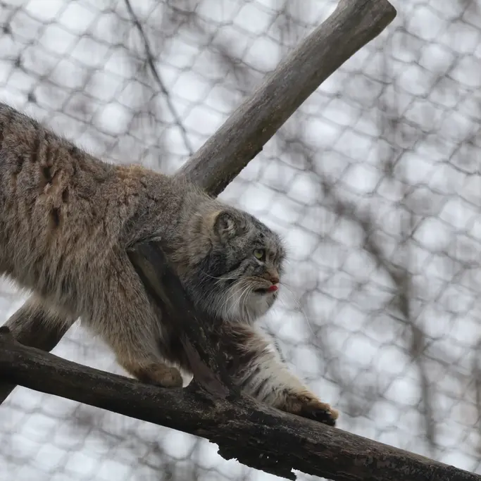 Фотография Аркаса в Зоопарке Коркеасаари