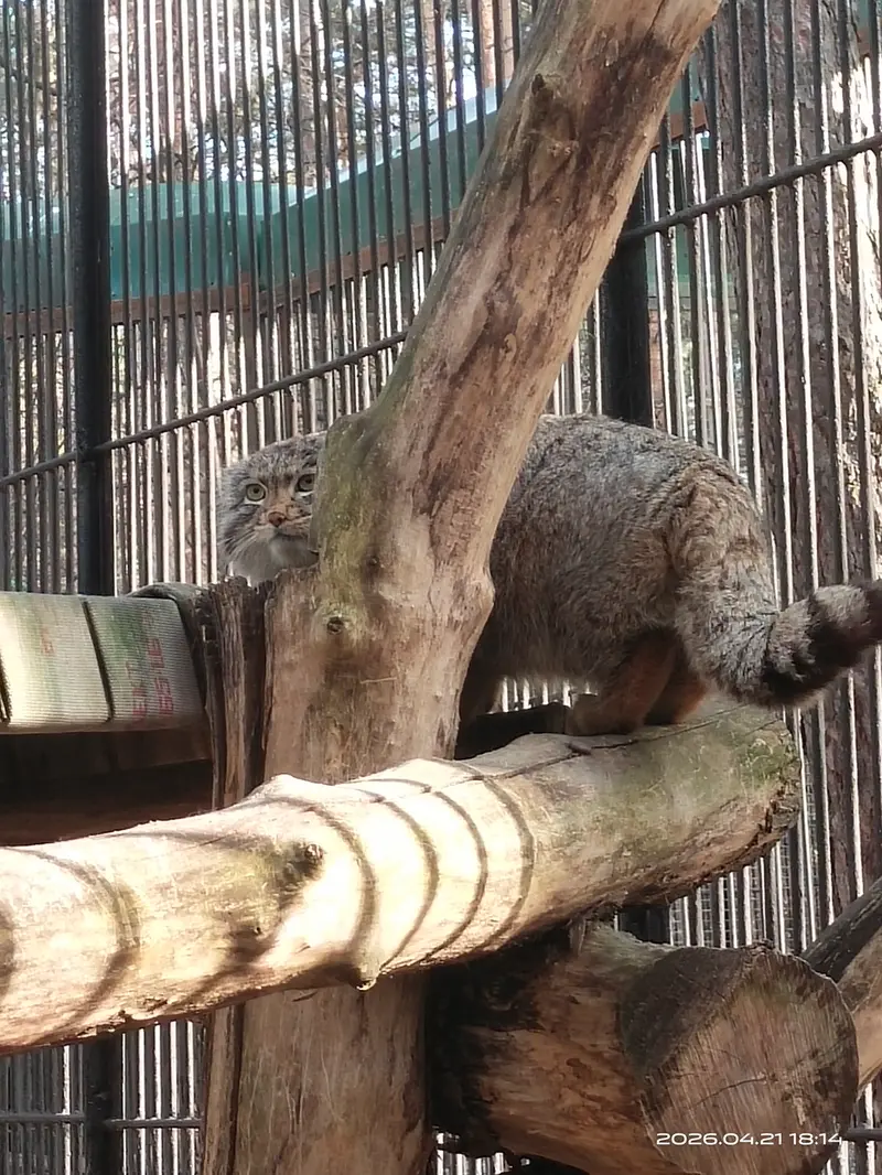 Фотография Серого в Новосибирском Зоопарке