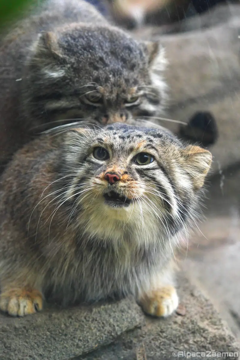 Фотография Аз и Нара в Царстве Животных Кобе