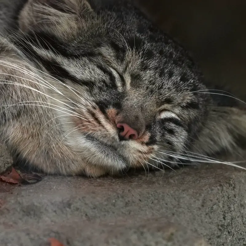 Фотография Мей в Царстве Животных Кобе